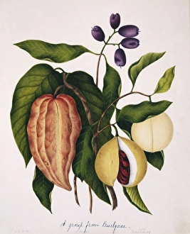 Theobroma cacao, cocoa; Syzygium aromaticum, cloves; Myristi Theobroma cacao, cocoa; Syzygium aromaticum, cloves; Myristi
