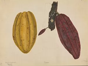 Malvales Collection: Theobroma cacao, cocoa tree