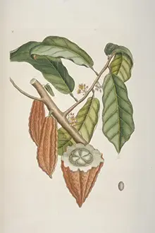 Theobroma cacao, cocoa tree