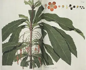 Longifolia Prints: Theophrasta longifolia