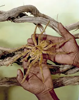 Theraphosa leblondi, goliath tarantula