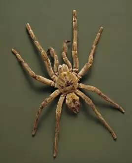 Araneae Gallery: Theraphosa leblondi, goliath tarantula