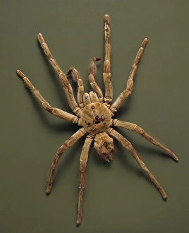 Araneae Gallery: Theraphosa leblondi, goliath tarantula