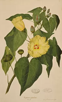 Captain Cook Collection: Thespesia populnea, portia tree