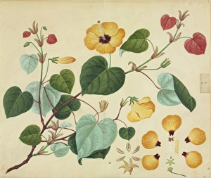 John Reeves Collection: Thespia tiliaceous