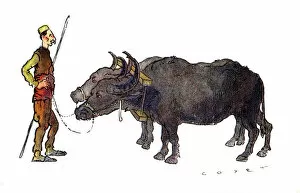 Oxen Gallery: Thessaloniki, Greece - Macedonian Buffalo and Driver