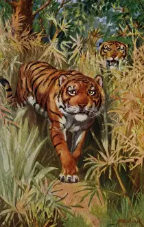 Reddish Prints: Tiger