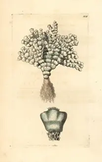 Thick-leaved coralline, Corralina incrassata
