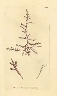 Fucus Prints: Thick-leaved fucus, Chondria dasyphylla
