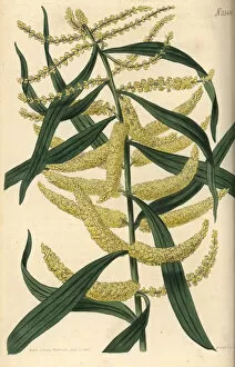 Acacia Gallery: Thick spiked long-leaved acacia, Acacia longifolia