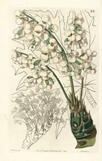 Begonia Gallery: Thick-stemmed begonia, Begonia crassicaulis
