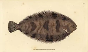 Sole Gallery: Thickback sole, Microchirus variegatus