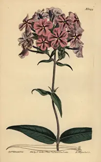 Phlox Prints: Thickleaf phlox, Phlox carolina