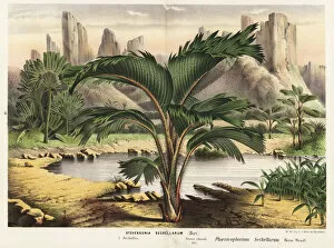 Serres Gallery: Thief palm, Phoenicophorium borsigianum