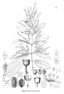 Myrtales Prints: Thiloa glaucocarpa and Thiloa gracilis