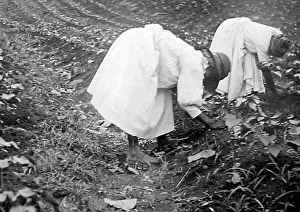 Thinning cotton seadlings in St Vincent early 1900s