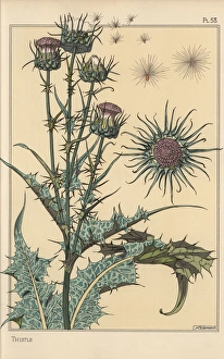 Andtheirapplicationtoornament Collection: Thistle botanical study