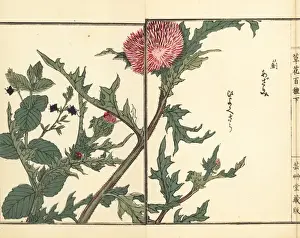 Gardenflower Prints: Thistle, Cirsium japonicum, and speedwell, Veronica magna