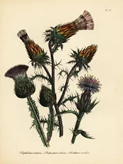 Ornamental Collection: Thistle species