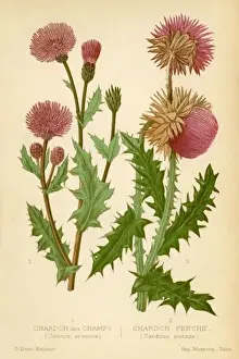 Kinds Prints: THISTLES