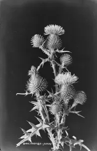 Texture Prints: Thistles