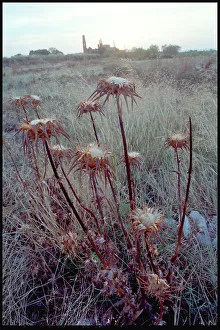 Images Dated 8th December 2015: Thistles and view of the ruins of, Belchite, Spain