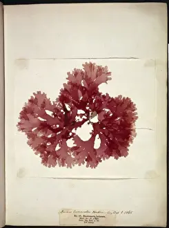 Wyatt Prints: Thodomenia lacineata, seaweed