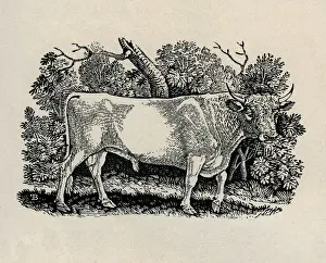 Bull