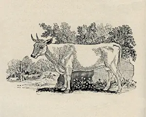 Cow