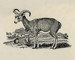 Ibex