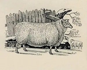 Sheep