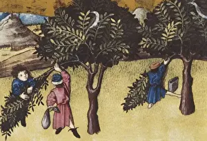 THOMAS of Cantimpr頨1201-1276). Codex Granatensis