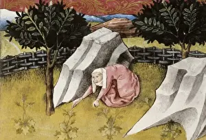 THOMAS of Cantimpr頨1201-1276). Codex Granatensis