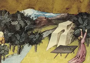 THOMAS of Cantimpr頨1201-1276). Codex Granatensis