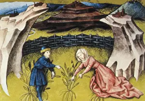THOMAS of Cantimpr頨1201-1276). Codex Granatensis