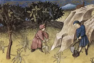 THOMAS of Cantimpr頨1201-1276). Codex Granatensis