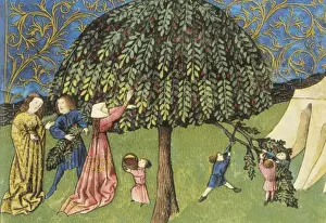 THOMAS of Cantimpr頨1201-1276). Codex Granatensis