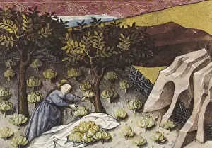 THOMAS of Cantimpr頨1201-1276). Codex Granatensis