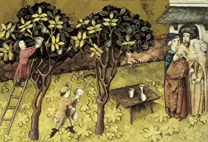 THOMAS of Cantimpr頨1201-1276). Codex Granatensis