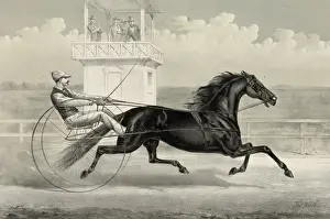 Trotter Prints: Thomas Jefferson: the black whirlwind of the east