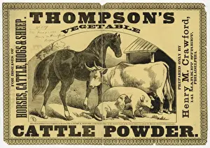 Thompsons vegetable cattle powder For diseases of horses, c