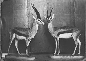 Artiodactyl Collection: Thomsons Gazelles in Natural History Museum
