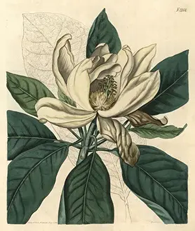 Glauca Prints: Thomsons new swamp magnolia, Magnolia glauca major