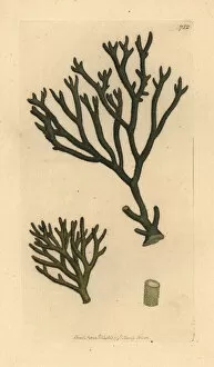 Algae Gallery: Thongweed, Himanthalia elongata