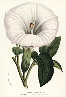 Mexico Collection: Thorn apple, Datura innoxia