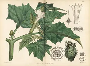 Thorn Prints: Thorn apple, Datura stramonium