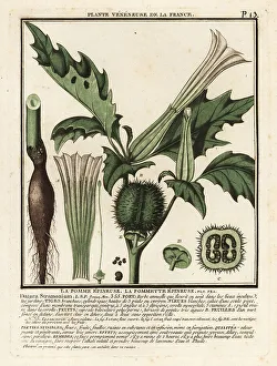 Drug Prints: Thorn apple, Datura stramonium