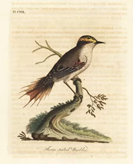Thorn-tailed rayadito, Aphrastura spinicauda