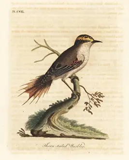 Warbler Prints: Thorn-tailed rayadito, Aphrastura spinicauda