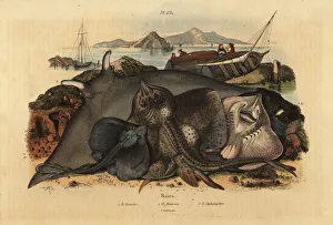 Raja Gallery: Thornback ray, cownose ray and giant devil ray